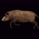 4K Wild Boar Run - VideoHive Item for Sale