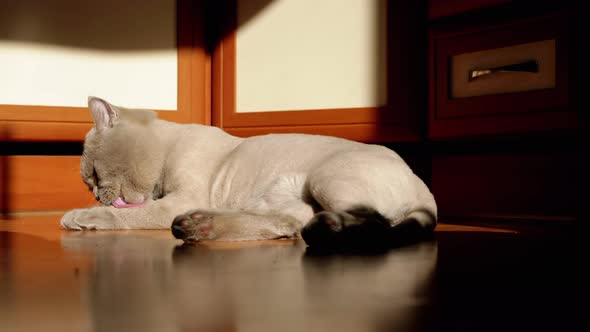 Gray British Fluffy Cat Licking Washing Fur in the Rays of Sunlight on Floor alt