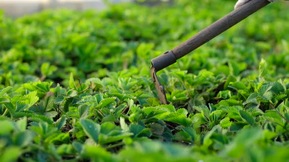 Gardener Weeds Strawberry Sprouts with Hoe at Garden or in Village alt