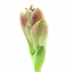 Time-lapse of opening Samba amaryllis Christmas flower - VideoHive Item for Sale