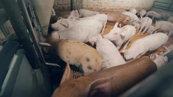 Young Pigs are Crowding Near the Feeder alt