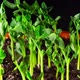 Pea Sprouts Grows Fast in Time Lapse Video. Microgreens Seedlings - VideoHive Item for Sale