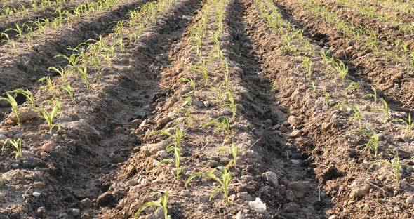 New corn sprout in field