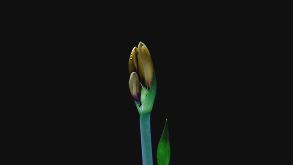 Yellow Hippeastrum Opens Flowers in Time Lapse on a Black Background alt