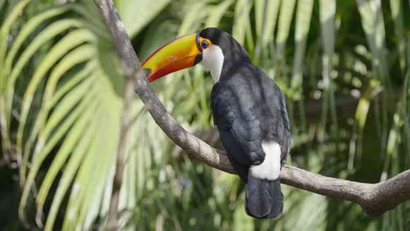 Tropical Ramphastos Toco perched on branch of palm tree in jungle,close up alt