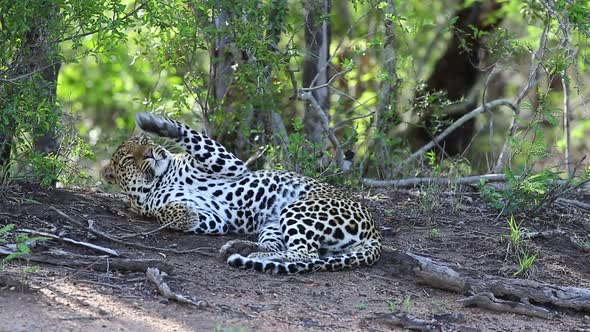 A male leopard lies on his back swopping the flies hovering in front of his face, with green bushes alt
