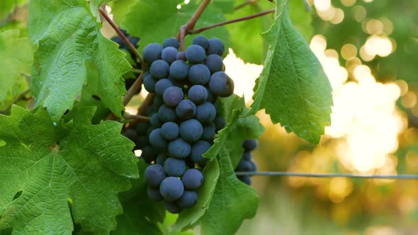 Bunch of red grapes. Sunset light with sun in the background. Flare and warm 