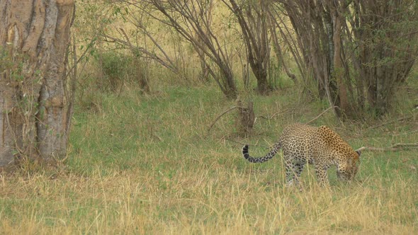 Leopard sniffing and searching in grass, Stock Footage | VideoHive