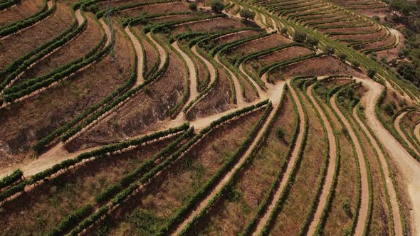 Terraces of Grapes Fields in Rural Region, Stock Footage | VideoHive