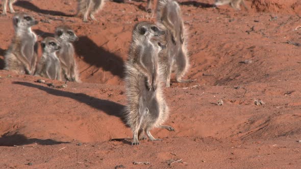 Meerkats Standing Up Near the Den Site