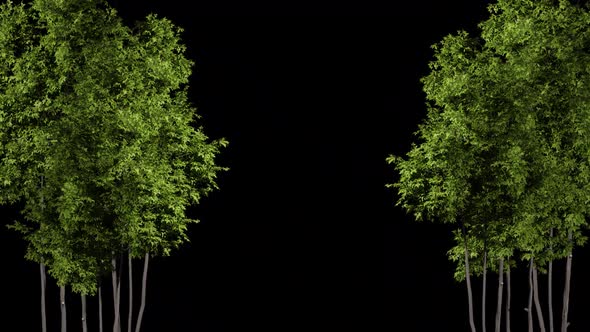 Trees with moving leaves