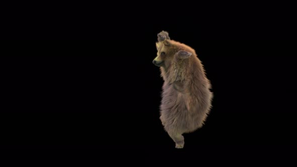 130 Bear Dancing 4K alt