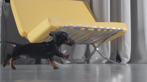 Dachshund Teckel Puppy Runing From Left To the Right and Then Get Back. Loopable Footage