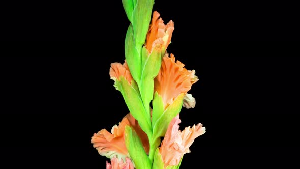 Time lapse of Opening Orange Gladiolus Flower alt