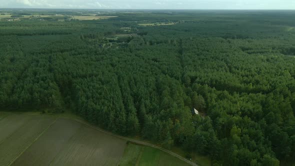 Dense green leafy deciduous forest of Kowalskie Blota village, birds eye view, Slow Aerial sliding t alt