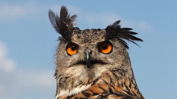 750092 European Eagle Owl, asio otus, Portrait of Adult Looking around, Real Time alt