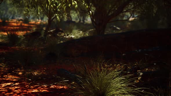 Red Sand Bush with Trees alt