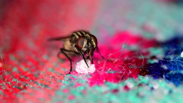 A housefly (Musca domestica) feeds from sugar leftovers on a tablecloth, cleans its front legs and t alt