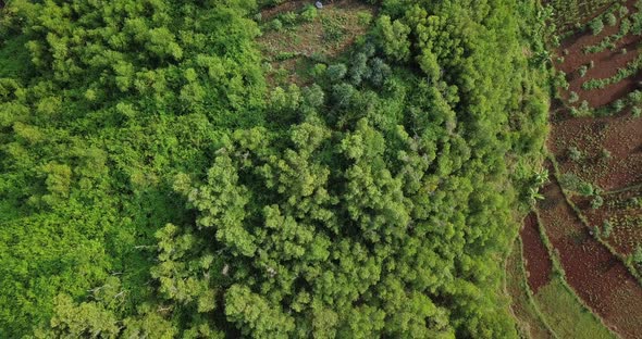 aerial headshot drone view of forest and hill in the morning, Wonosari, Yogyakarta. alt