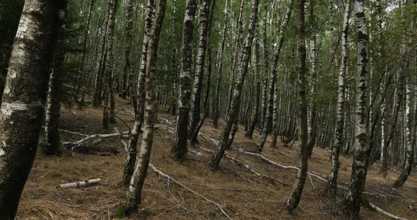 Birch forest near Le Plan de Monfort, the Cevennes National park, Lozere department, France alt