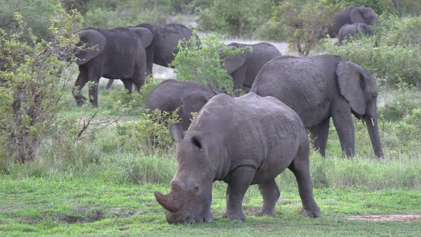 A white rhino peacefully grazes with a herd of elephants in the background. alt