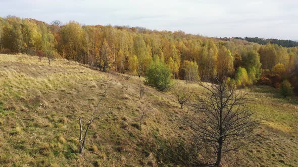 Flying above trees covered with yellow leaves. Autumn forest.