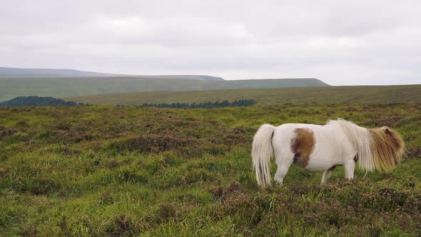 Moving horse on hillside in rural England with mountains in the background alt