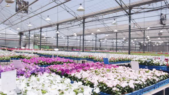 Large nursery greenhouse filled with thousands of colorful flowers and plants alt