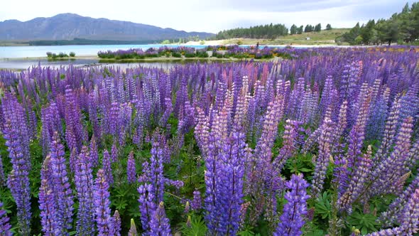Beautiful Lupin Field at Lake Tekapo, New Zealand in Summer alt