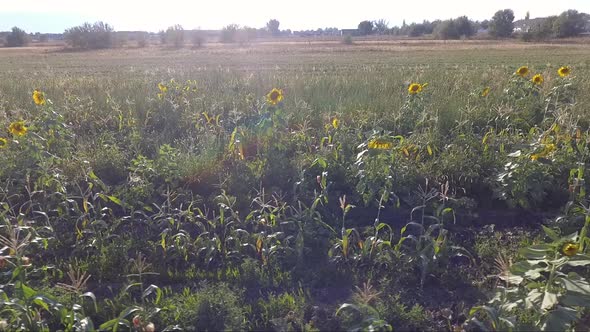 Sunflowers glow in the sun and dance in the breezes as a drone captures the scene from a low altitud alt