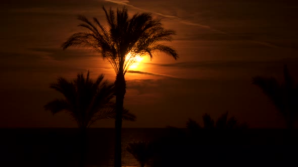 Palm Trees Against the Background Of the Sun At Dawn