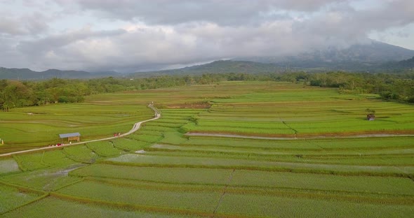 Aerial view of terraced rice fields in Magelang, Indonesia. Drone shoot of tropical landscape. Beaut alt