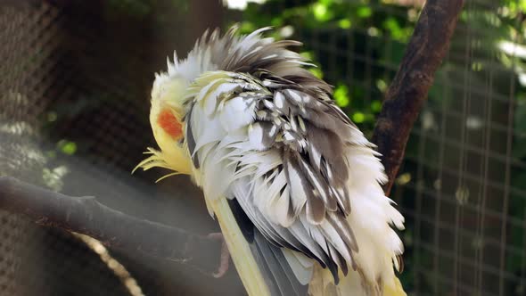 Little yellow cockatiel parrot in a cage at the zoo. Close-up parrot is cleaning feathers. alt