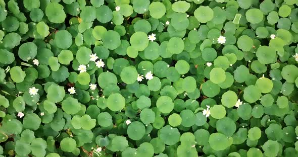 Top Down View of Lake of Lotuses. Pink Lotuses in the Water, Aerial View. alt