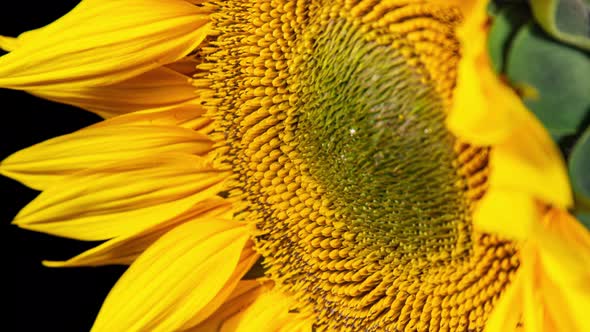 Yellow Sunflower Head Blooming in Time Lapse Side View. Moving Opening Big Flower on a Black alt