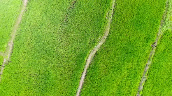 Aerial view video green field alt