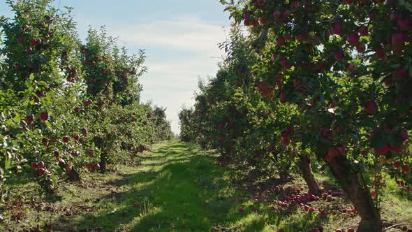 Apple Orchard
