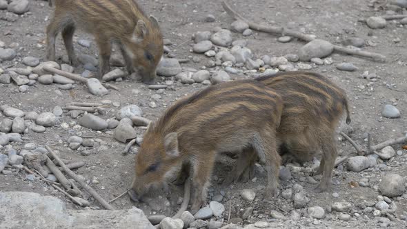 Close up of Wild Boar Family looking for food on rocky ground in wilderness alt