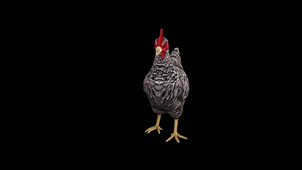 Village Chicken Idle Front View alt