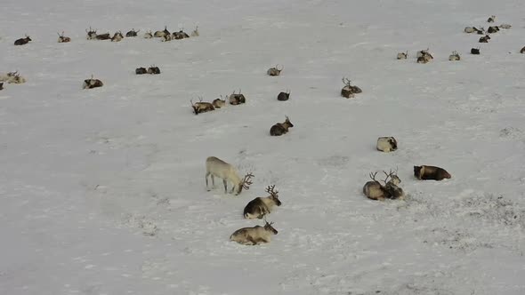 Deer Graze in the Snow