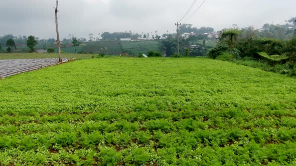 Aerial rural landscape of potato plantation in village on Java island, Indonesia alt