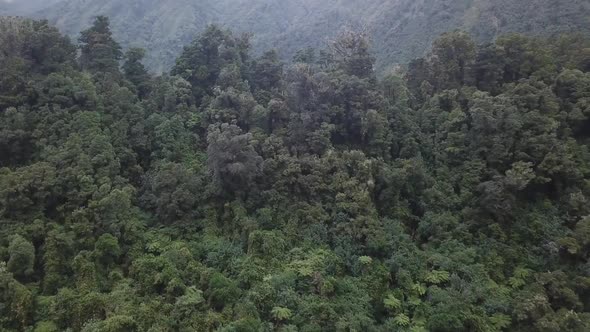 Rainforest aerial