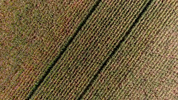4K UHD aerial drone footage, 2 full rotations over a corn field.