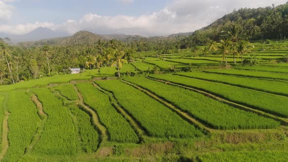Rice Terraces and Agricultural Land in Indonesia alt