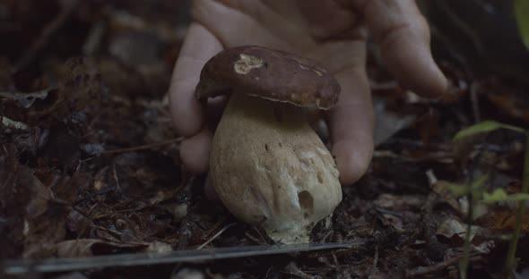Macro Male Hand Cutting Off Wild Mushroom in Dark Autumn Forest Background. Faceless Man Mushroomer