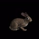 Rabbit Eat - VideoHive Item for Sale