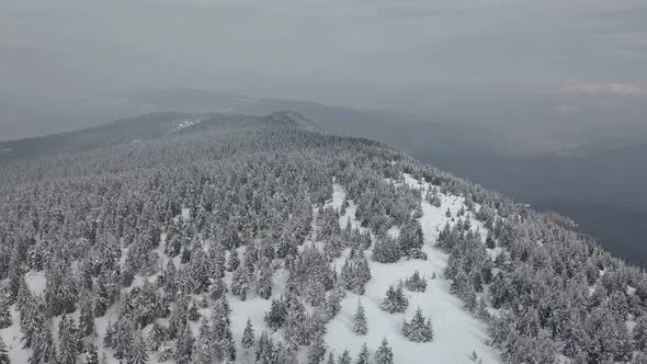 Aerial Winter Snowy Forest alt