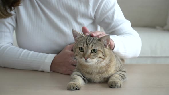 Asian Young Woman Playing With Cat In Living Room alt