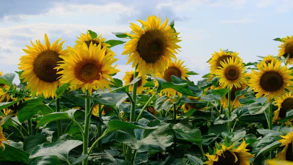 Sunflowers in the Field Lots of Beautiful Helianthus in Vibrant Colors alt