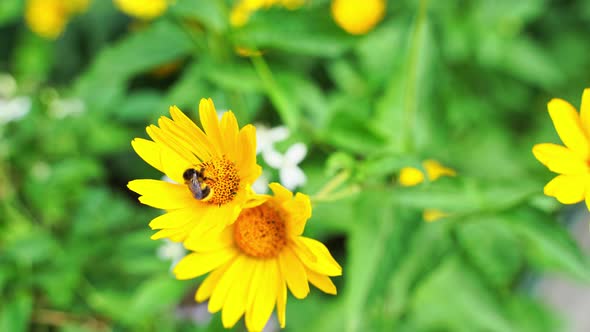 Bee Fly Near Flower